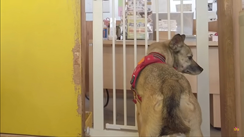 不安そうなアッチャン