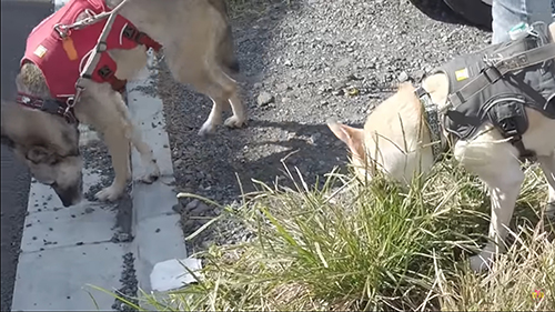 お散歩する2匹アップめ