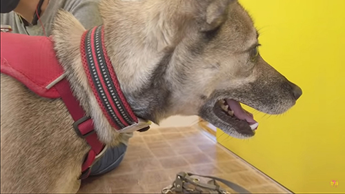 アッチャンの横顔アップ