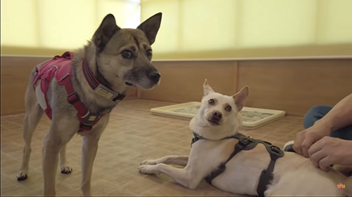 竜之助くんとアッチャン