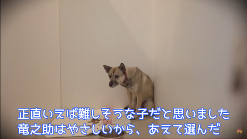 おびえる保護犬