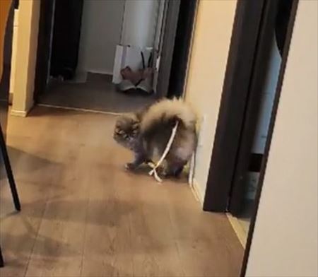 くるくるまわるすずしろちゃん