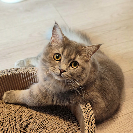 こちらを見つめるすずしろちゃん