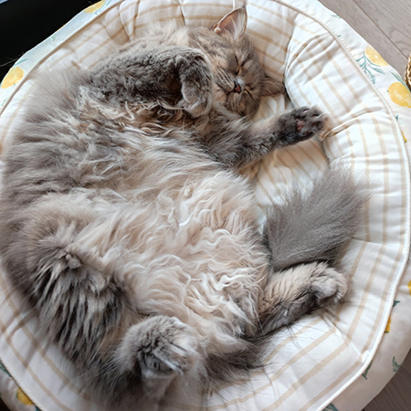 おなかもふもふなすずしろちゃん