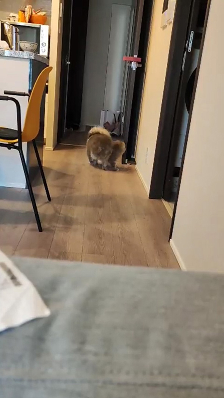 くるくるまわるすずしろちゃん背中