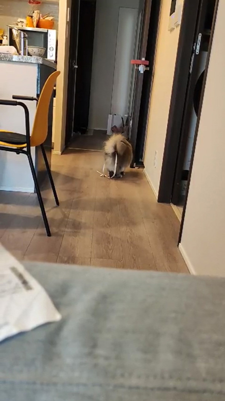 立ち止まったすずしろちゃん