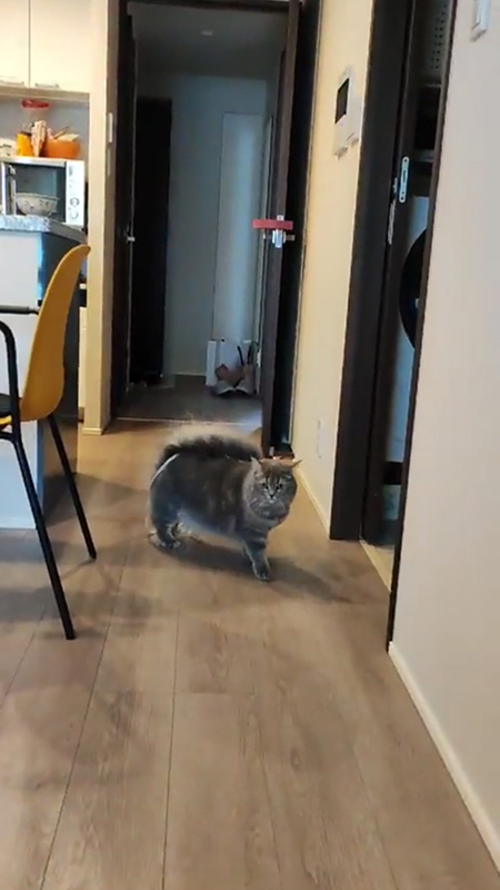 こちらを見るすずしろちゃん