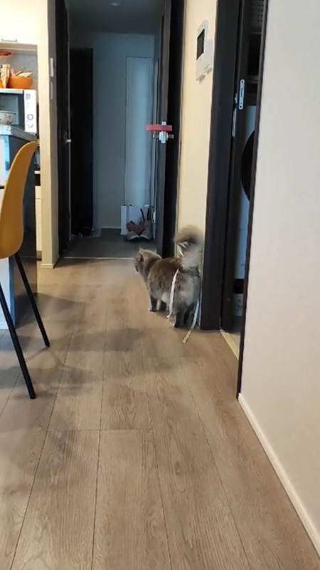 すずしろちゃんの後ろ姿