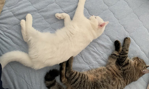 眠るシンクロきょうだい