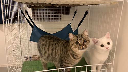 首傾げシンクロきょうだい