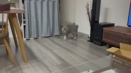 やんのかステップ睦くん