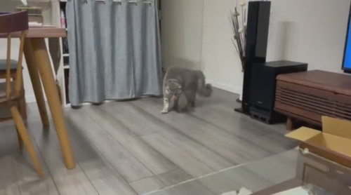 やんのかステップ睦くん