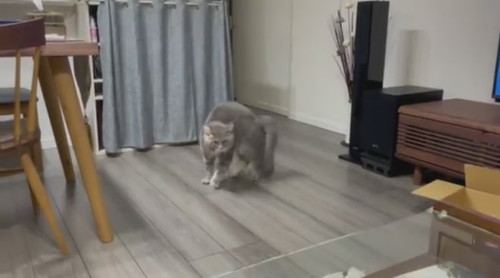 やんのかステップ睦くん