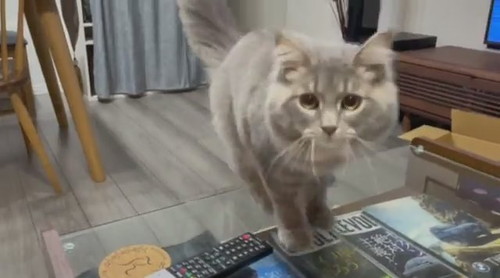 やんのかステップ睦くん