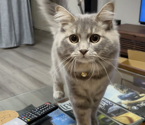 やんのかステップ睦くん