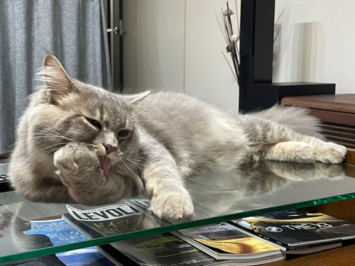 やんのかステップ睦くん