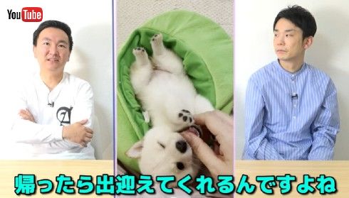 かまいたち 山内健司 濱家隆一 吉本 猫 犬 柴犬 極小柴犬