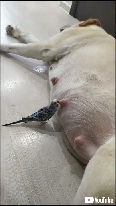 犬と鳥