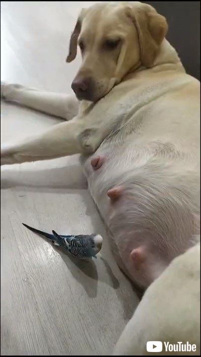 犬と鳥