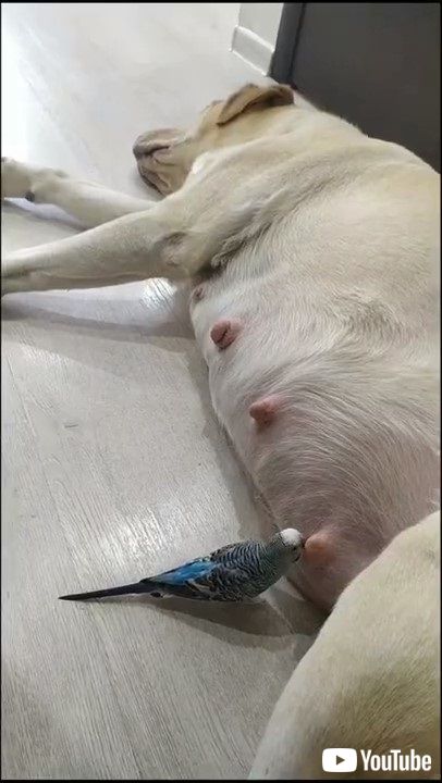 犬と鳥