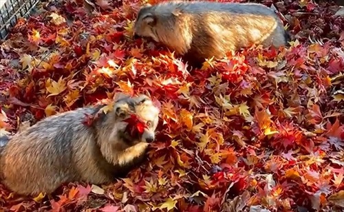 紅葉にうもれるタヌキさん