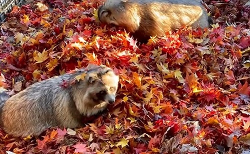 紅葉にうもれるタヌキさん