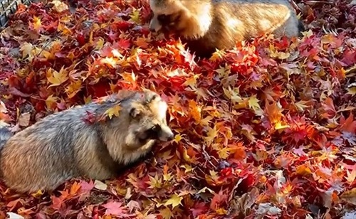 紅葉にうもれるタヌキさん