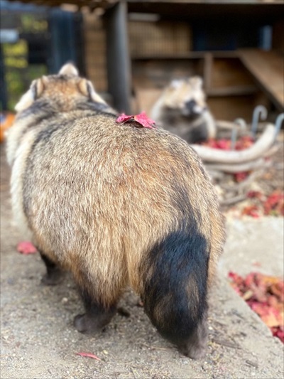 紅葉にうもれるタヌキさん