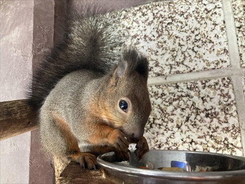 紅葉にうもれるタヌキさん