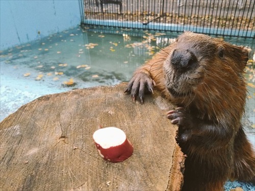 紅葉にうもれるタヌキさん