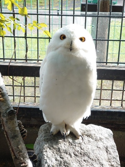 紅葉にうもれるタヌキさん