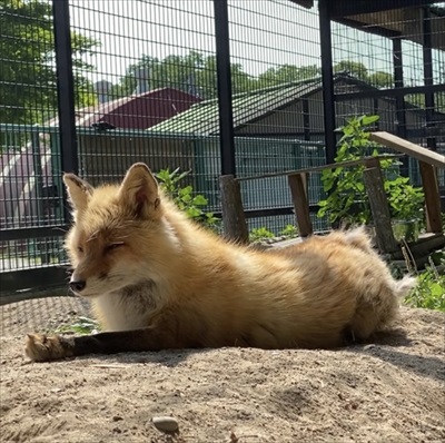 紅葉にうもれるタヌキさん