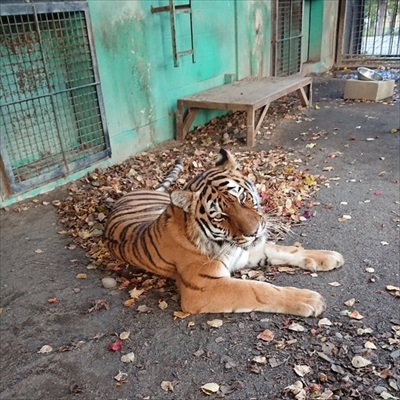 紅葉にうもれるタヌキさん
