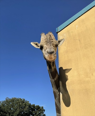 紅葉にうもれるタヌキさん