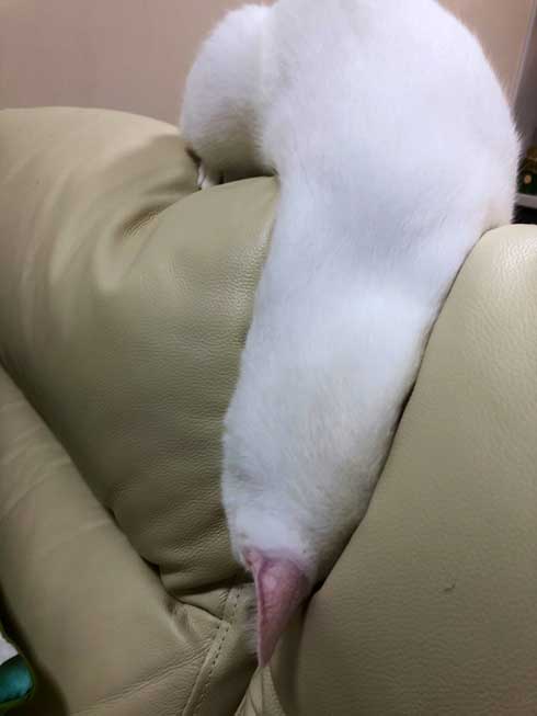 白猫 ソファ 隙間 埋まる ナマコ 液体