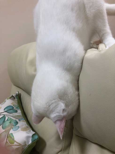 白猫 ソファ 隙間 埋まる ナマコ 液体