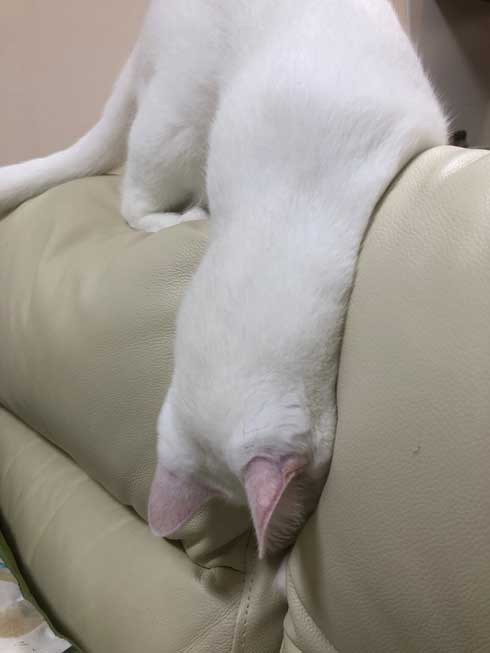 白猫 ソファ 隙間 埋まる ナマコ 液体