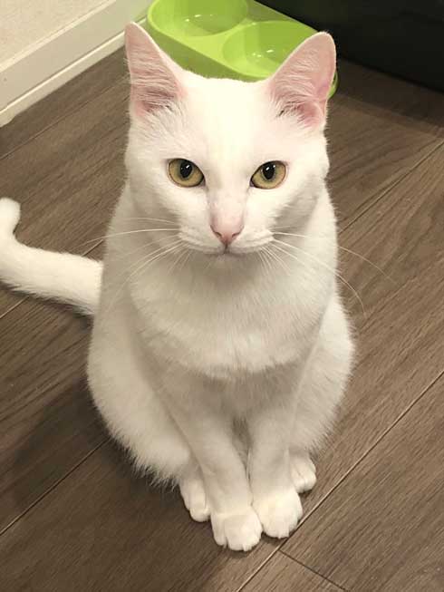 白猫 ソファ 隙間 埋まる ナマコ 液体