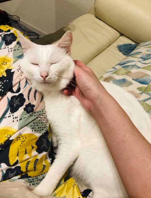 白猫 ソファ 隙間 埋まる ナマコ 液体