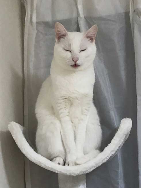 白猫 ソファ 隙間 埋まる ナマコ 液体