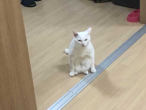 白猫 ソファ 隙間 埋まる ナマコ 液体