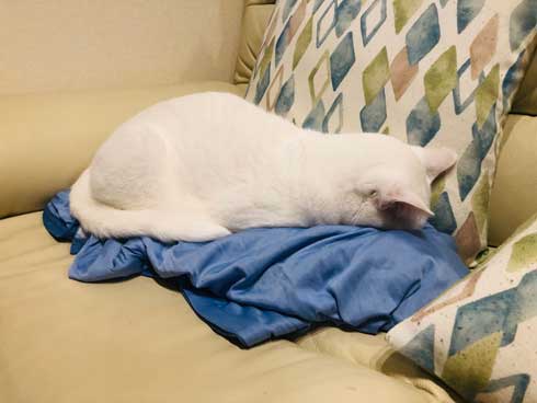 白猫 ソファ 隙間 埋まる ナマコ 液体