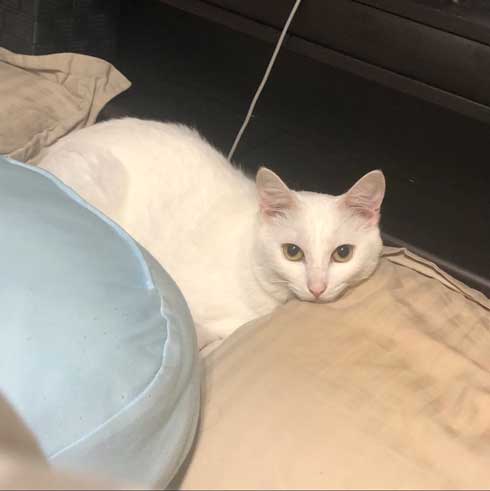 白猫 ソファ 隙間 埋まる ナマコ 液体