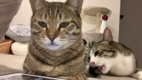 仲良し猫