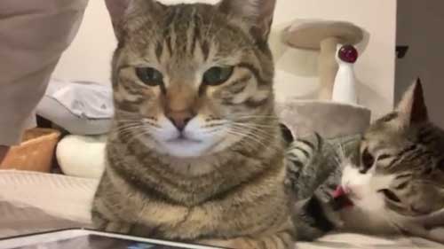 猫 尻尾 しゃぶられて 筆 真面目 顔 仲良し 兄弟