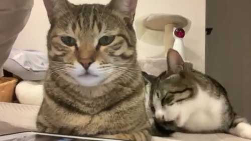 猫 尻尾 しゃぶられて 筆 真面目 顔 仲良し 兄弟