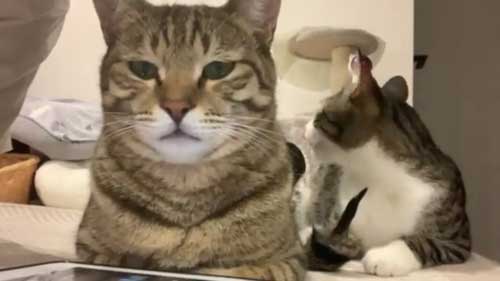 猫 尻尾 しゃぶられて 筆 真面目 顔 仲良し 兄弟