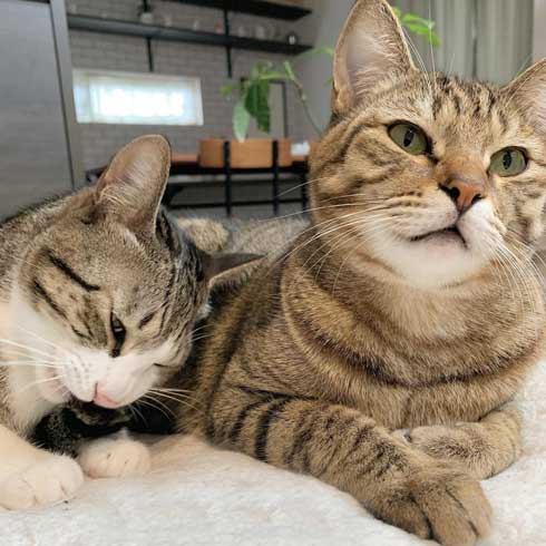 猫 尻尾 しゃぶられて 筆 真面目 顔 仲良し 兄弟