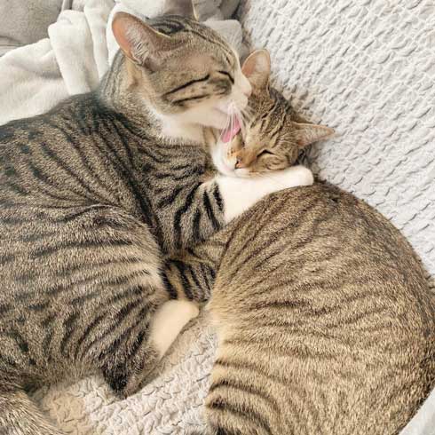 猫 尻尾 しゃぶられて 筆 真面目 顔 仲良し 兄弟