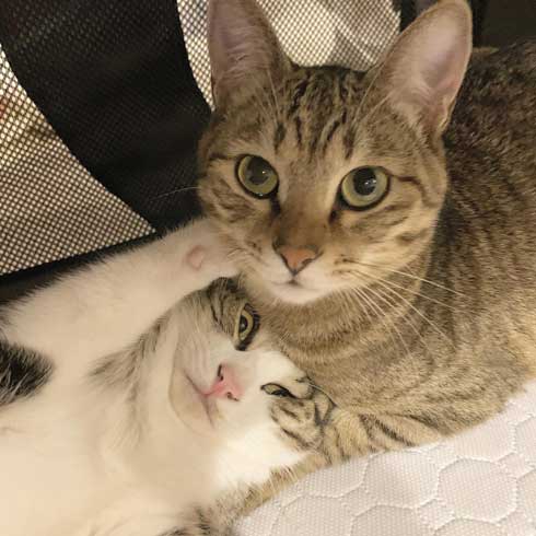 猫 尻尾 しゃぶられて 筆 真面目 顔 仲良し 兄弟